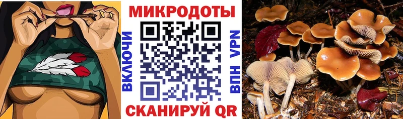 KRAKEN зеркало  Нариманов  Псилоцибиновые грибы GOLDEN TEACHER 